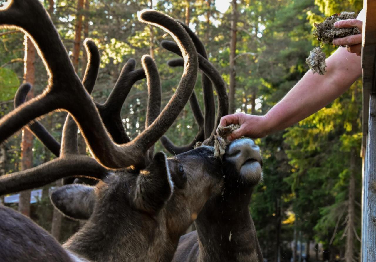 Vila Igluhut - Sleep With Reindeer Espoo Exteriér fotografie